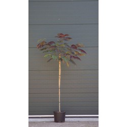 2 stuks! Rode Perzische slaapboom Albizia julibrissin Summer Chocolate h 125 cm st. omtrek 3 cm st. h 80 cm boom