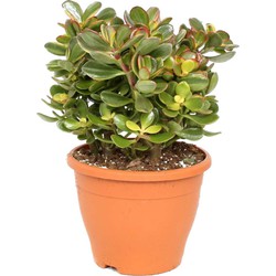 Crassula ovata Sunset - Vetplant - Kamerplant - Pot 23cm - Hoogte 45-50cm