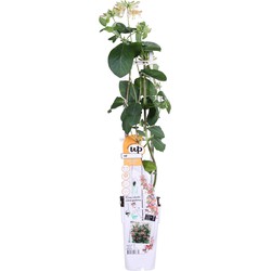 Hello Plants Lonicera Hybride Celestial Kamperfoelie - Klimplant - Ø 15 cm - Hoogte: 65 cm