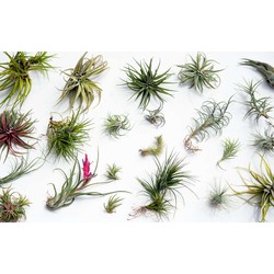 Tillandsia - Mix van 24 - Luchtplantjes - Hoogte 5-15cm