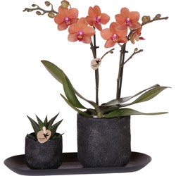 Kolibri Company | Plantenset Home Hub small | Oranje Phalaenopsis Orchidee Bolzano en Succulent incl. keramieken sierpotten op zwart dienblad