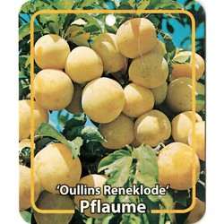 Prunus Domestica Oullins Reneklode
