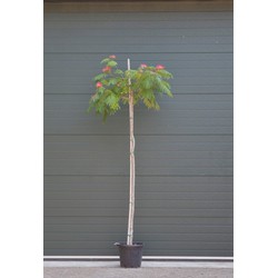 Perzische slaapboom Albizia julibrissin h 260 cm st. omtrek 11 cm - Warentuin Natuurlijk