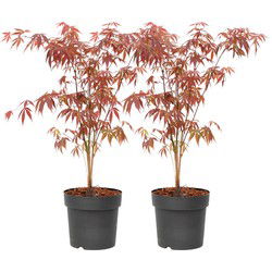 Japanse Esdoorn - Set van 2 - Acer 'Atropurpureum' - Hoogte 60-70cm - ⌀19cm