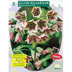 2 stuks - Allium Siculum Bulgaricum per 5