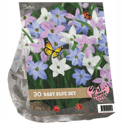 2 stuks - Urban Flowers Baby Blue Sky per 30