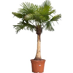 Chinese waaierpalm gestripte stam(fijn) Trachycarpus Fortunei 180 cm