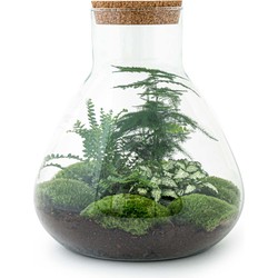 URBANJNGL - Planten terrarium • Sam XL • Ecosysteem met plant • ↑ 35 cm • DIY