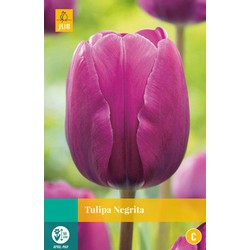 Tulipa Negrita