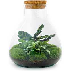 URBANJNGL - Planten terrarium • Sammie • Ecosysteem plant • ↑ 26,5 cm