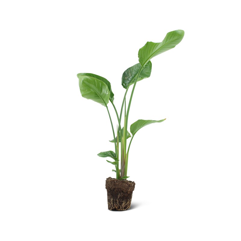 We Love Plants - Strelitzia Nicolai - 90 cm hoog - Paradijsvogelplant - 