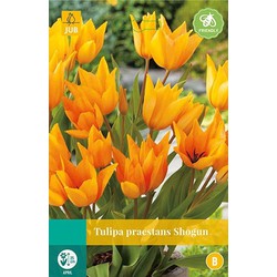 5 stuks - Tulipa praestans Shogun 8 bollen