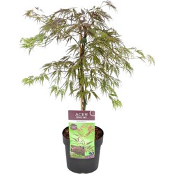 Acer palmatum 'Inaba-shidare' - Japanse Esdoorn - Pot 13cm - Hoogte 30-40cm