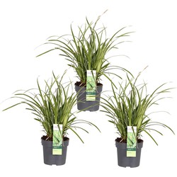 Hello Plants Carex Ice Dance Zegge - Siergras - 3 Stuks - Ø 14 cm - Hoogte: 30 cm