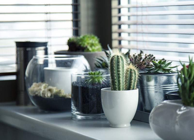 Met deze 4 tips houd je je kamerplanten tevreden tijdens de winter