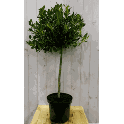 Hulst groen stam hoogte 50 cm diameter 30 cm