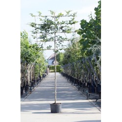 Groene beuk als leiboom Fagus sylvatica h 320 cm st. omtrek 16 cm st. h 200 cm