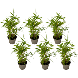 Bamboe - Set van 6 - Fargesia nitida 'Black Dragon' - Hoogte 25-40cm - ⌀14cm