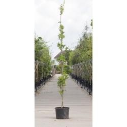 Zuil moeraseik Quercus palustris Green Pillar h 250 cm st. h 30 cm