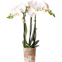 Kolibri Orchids | witte Phalaenopsis orchidee - Amabilis - potmaat Ø9cm | bloeiende kamerplant - vers van de kweker|