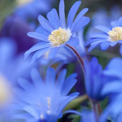 Anemone Blue Shades x45 - Griekse windbloem - Winterharde bloembollen