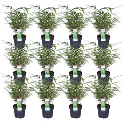 Hello Plants Fargesia Rufa Bamboe Plant - 12 Stuks - Ø 14 cm - Hoogte: 40 cm