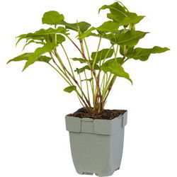 Persicaria ampl. 'Blackfield'