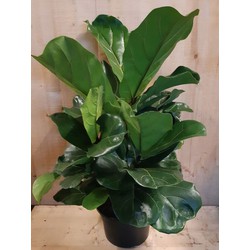 Ficus Lyrata Campact 50 cm hoog kamerplant