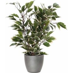 Groen/witte ficus kunstplant 40 cm met plantenpot zilver metallic D13.5 en H12.5 cm - Kunstplanten