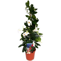 Mandeville Mandeville 'Rio White' - Dipladenia - Pot 17cm - Hoogte 60-70cm