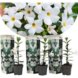 Dipladenia sanderii - Set van 3 - Witte tuinplant - Pot 9cm - Hoogte 25-40cm