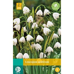 3 stuks - Leucojum aestivum 8 bollen