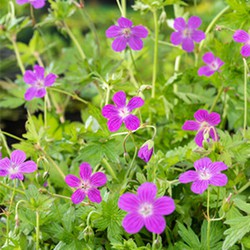 2 stuks! Geranium palustris potmaat P9 - Moerings