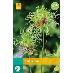 5 stuks - Allium Hair 8 bollen