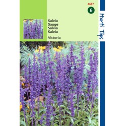 2 stuks - Salvia Farinacea Victoria Donkerblauw