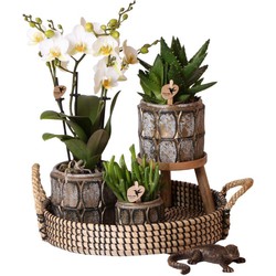Complete Plantenset Industrial Chic | Groene planten set met witte Phalaenopsis Orchidee en incl. keramieken sierpotten en accessoires