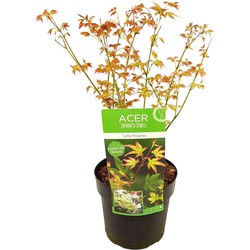 Acer palmatum 'Little Princess' - Japanse Esdoorn - Pot 19cm - Hoogte 45-55cm