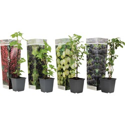 Bessenmix - Mix van 4 - Bessenplanten - Tuinplanten - Pot 9cm - Hoogte 25-40cm