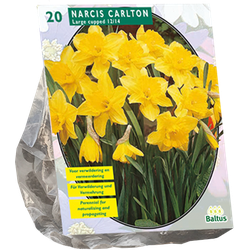 Narcis Carlton per 20 bloembollen