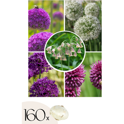 Alliumbollen - Set van 160 - Allium - Bloembollen