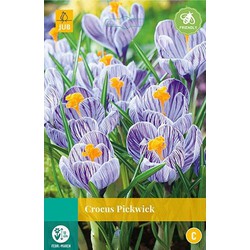 3 stuks - Crocus Pickwick 12 bollen