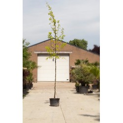 Gele valse Christusdoorn Gleditsia tr. Sunburst h 350 cm st. omtrek 12 cm