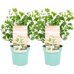 Eucalyptus Botanic Hearts - Set van 2 - Pot 15cm - Hoogte 40cm