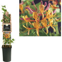 3 stuks - Klimplant Lonicera heckrottii American Beauty 75 cm