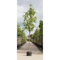 Gewone esdoorn Acer pseudoplatanus h 250 cm st. omtrek 8 cm - Warentuin Natuurlijk