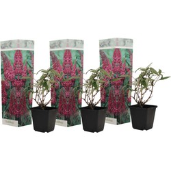 Vlinderstruiken - Buddleja Roze - Set van 3 - Tuin - Pot 9cm - Hoogte 25-40cm