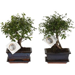 ZynesFlora - Bonsai Boom in Keramiek - 2 Stuks - Kamerplant in pot - Ø 15 cm - Hoogte: 25-30 cm - Kamerplant