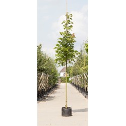 Zuil esdoorn Acer platanoides Columnare h 550 cm st. omtrek 19 cm - Warentuin Natuurlijk