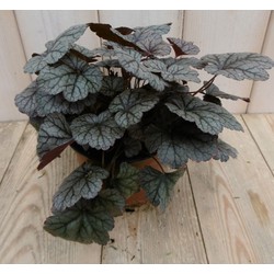 2 stuks! Heuchera Purperklokje grijs/rood tot licht rood