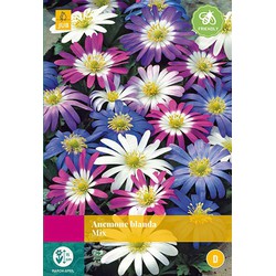 3 stuks - Anemone blanda mix 40 bollen